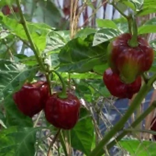 Scotch Bonnet Hot Peppers (Chocolate) HP998-10